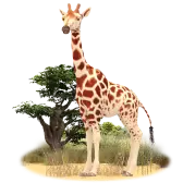 Gerry the Giraffe gift