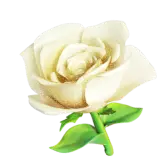 White Rose gift