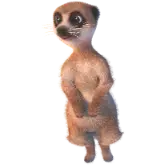 Meerkat gift