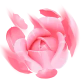 Flower Show gift