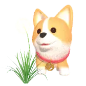 Taraxacum Corgi gift