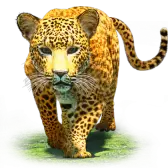 Leopard gift